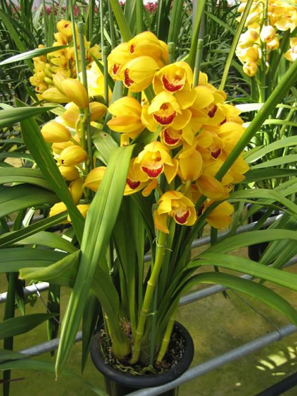 蕙兰花期在什么时候？开花持续多久？