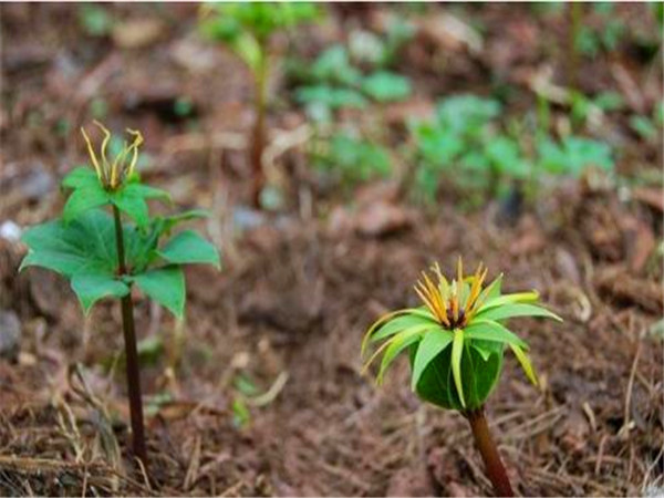 重楼如何种植、繁殖？重楼有哪些病害？