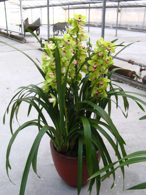 蕙兰花为什么叶子都黄了？