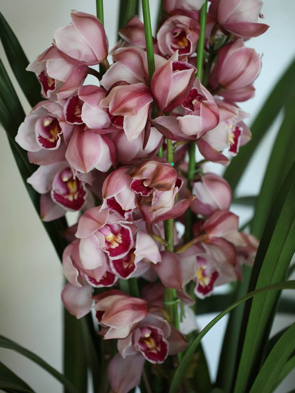 蕙兰花开花之后怎么处理？