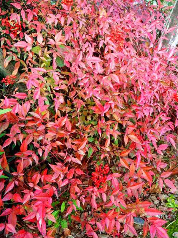 红叶南天竹盆栽怎么养？