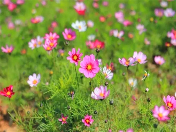 格桑花是什么花？格桑花怎么养？