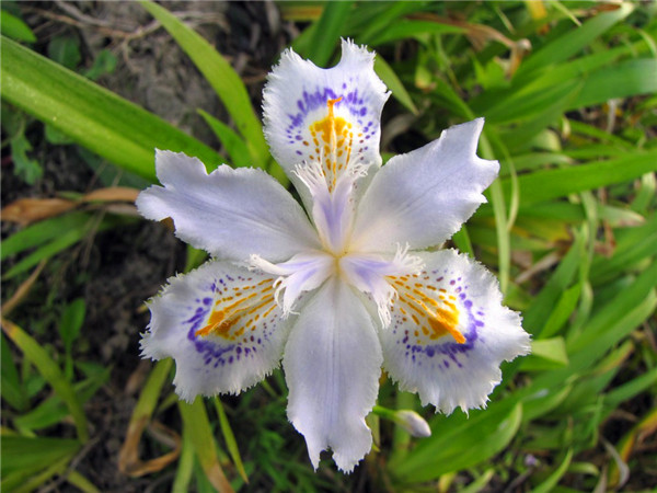 鸢尾花怎么养护？