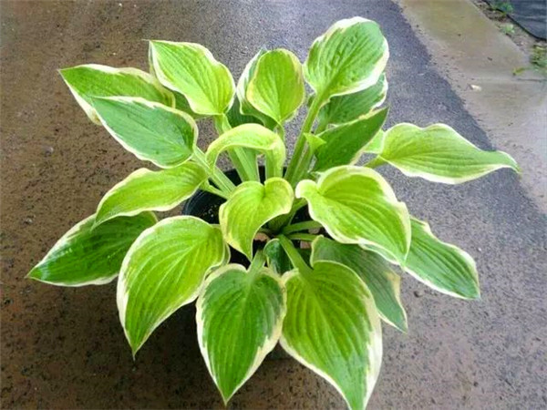 玉簪花如何食用？玉簪如何养护、繁殖？