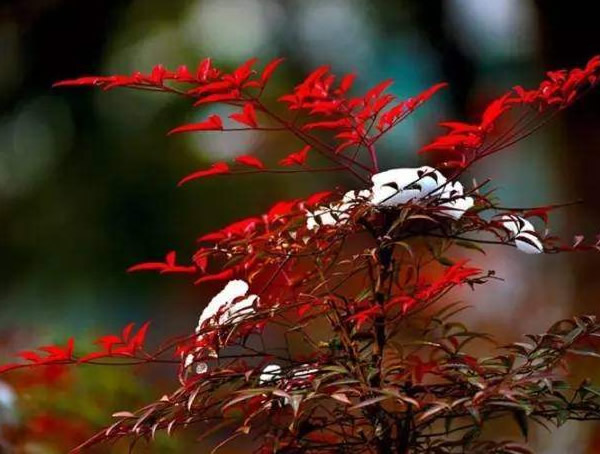 红叶南天竹叶子什么时候变红？