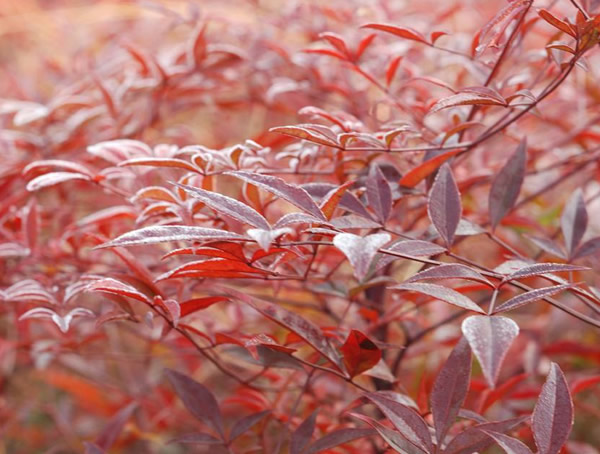 红叶南天竹扦插方法是怎样的？