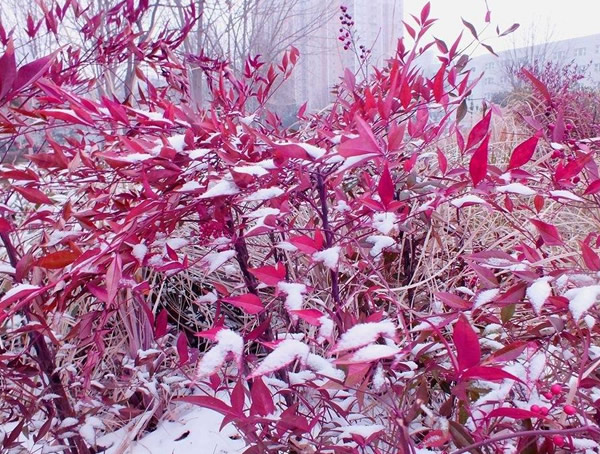 红叶南天竹如何修剪最好看？