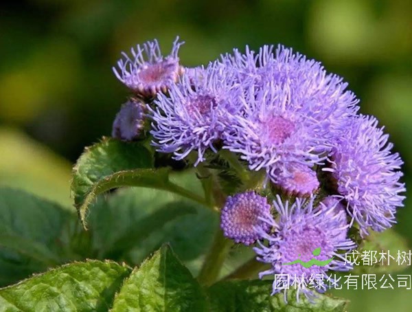 胜红蓟什么时候开花？