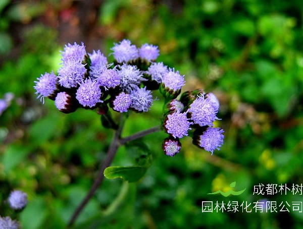紫花胜红蓟和白花臭草一样吗？