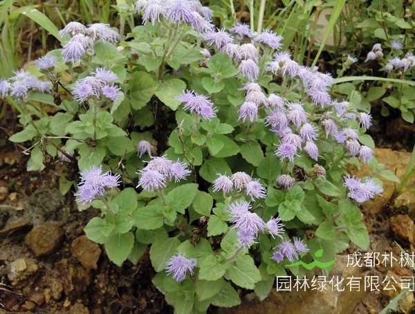 胜红蓟种植技术详解