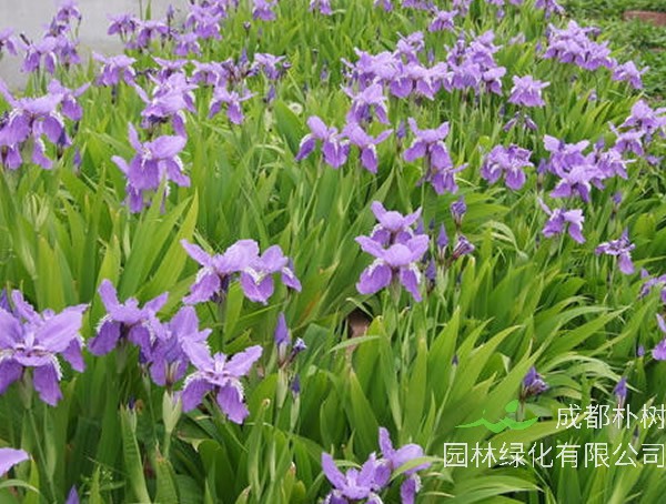 蓝花鸢尾播种时间和方法详细介绍