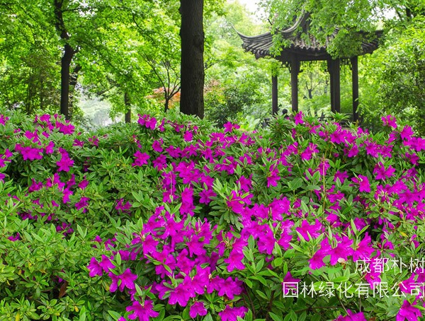 毛杜鹃扦插繁殖方法是怎样的？