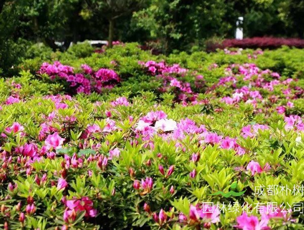 毛杜鹃为什么只长叶不开花？怎么处理？