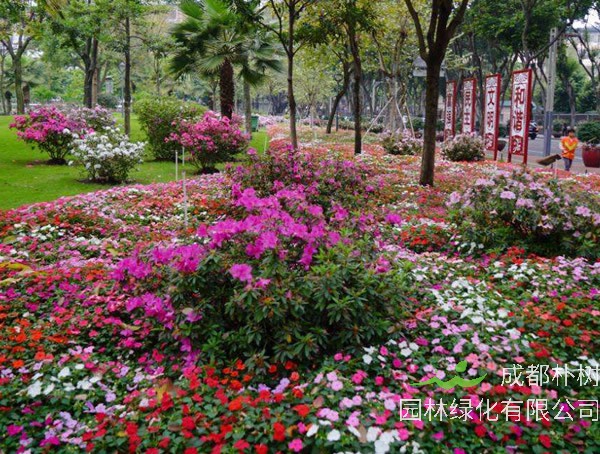 毛杜鹃一年开几次花？