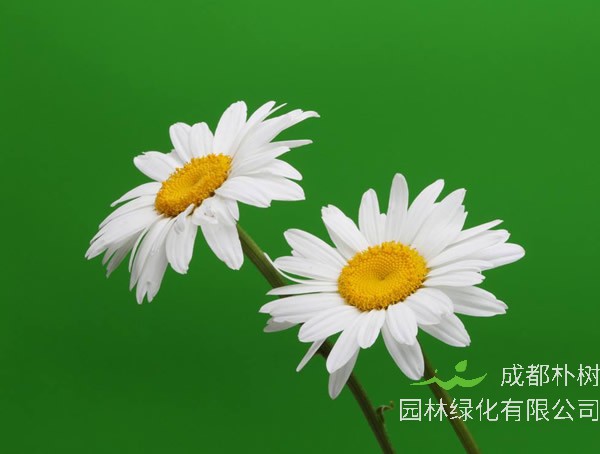 黄春菊的功效与作用有哪些？