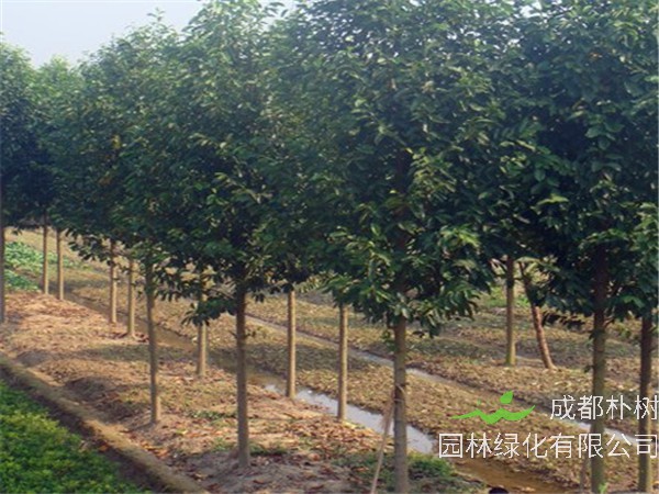 成都8-12公分乐昌含笑最新报价-欢迎选购-批量优惠