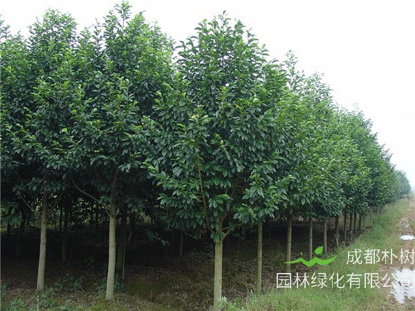 成都8-12公分乐昌含笑最新报价-欢迎选购-批量优惠