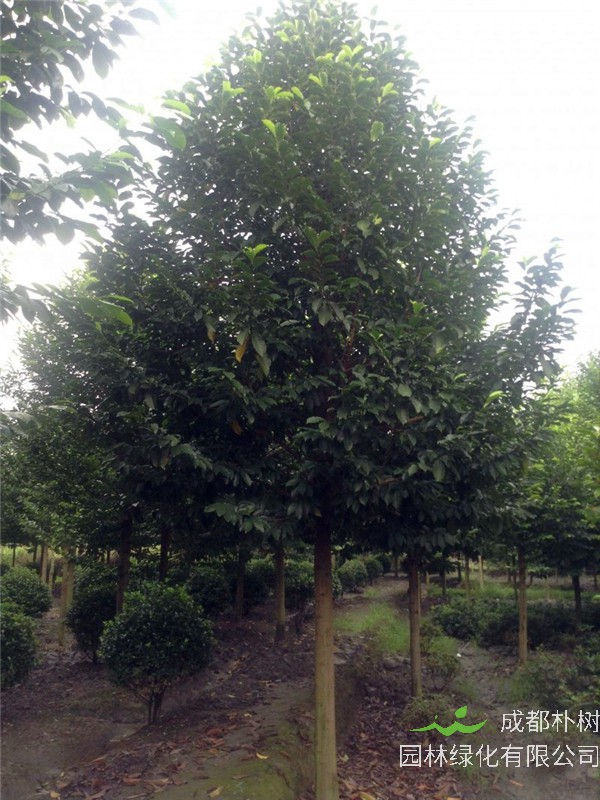 2020年20-25公分乐昌含笑价格详情是怎么样的？