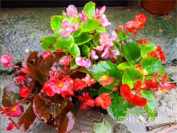 四季海棠有什么寓意？四季海棠的花语是什么？