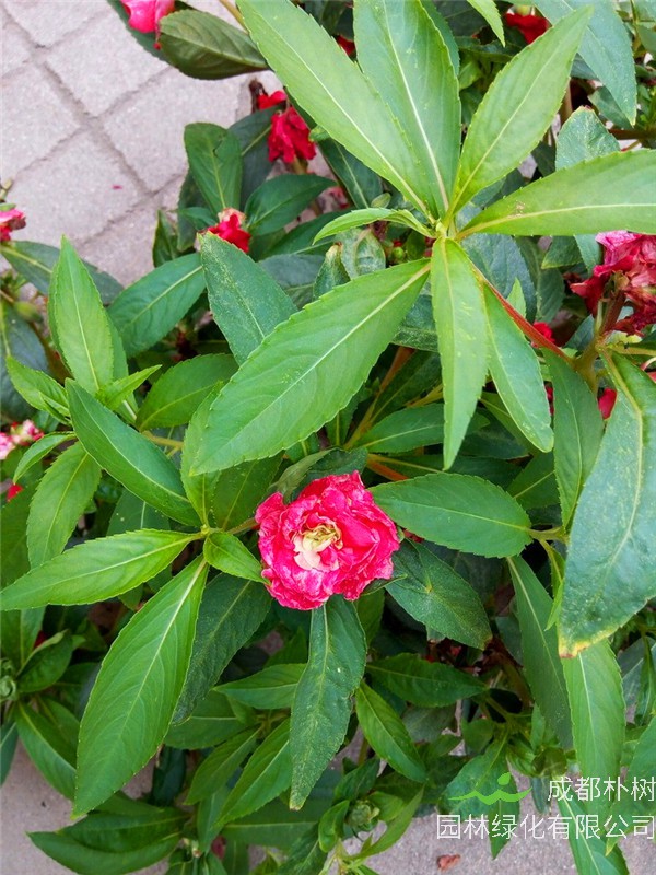 凤仙花花开多久？如何种植凤仙花？