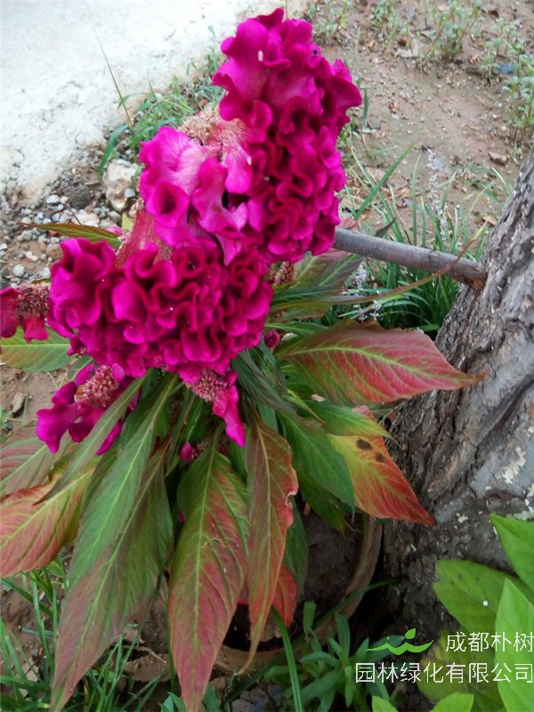 鸡冠花是哪个季节的花？如何种鸡冠花？