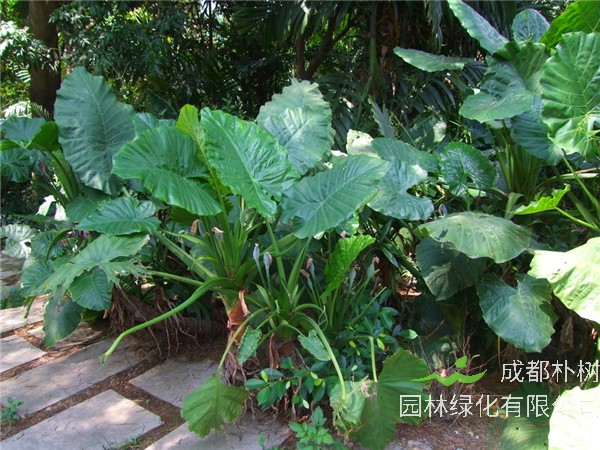 海芋适合养在哪里？海芋如何养护、种植、扦插？