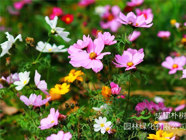 波斯菊是什么？什么时候开花？花语是什么？