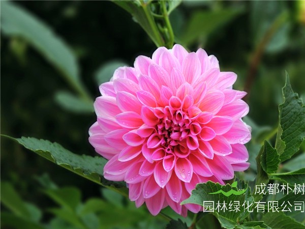 大丽花花期过后如何管理？大丽花如何繁殖？