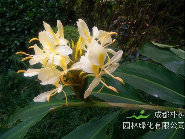 姜花有什么功效与作用？