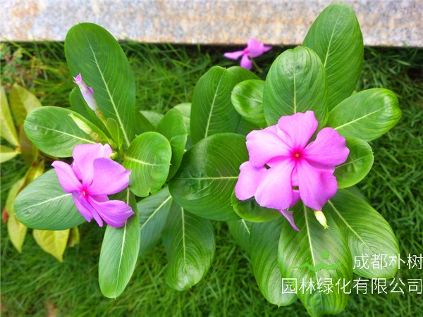 长春花花期多久、多久浇一次水？长春花怎么样换盆？