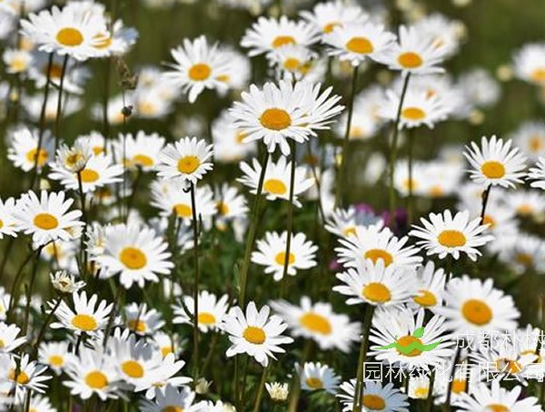 黄春菊如何养殖？