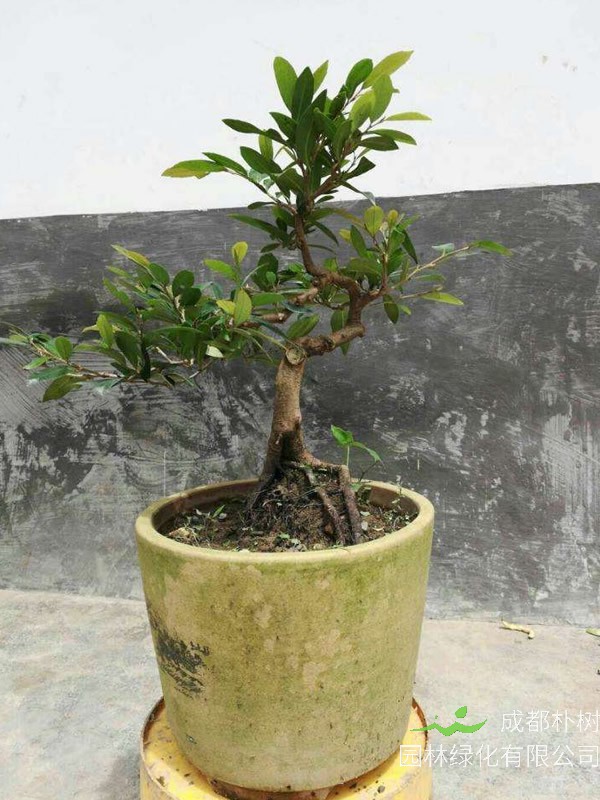 中华蚊母为什么叫蚊母？