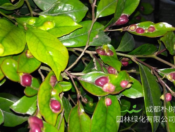 中华蚊母扦插有几种方法？