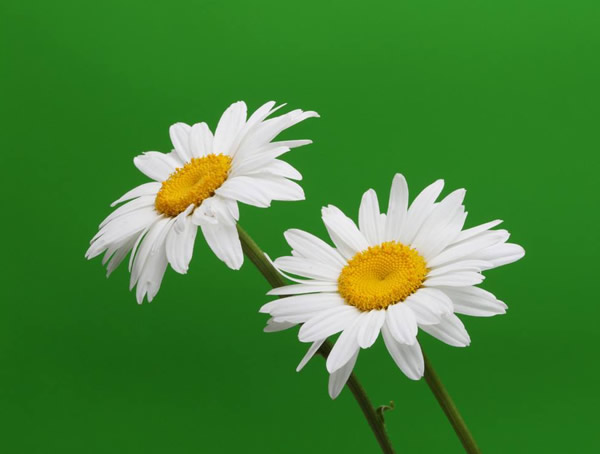 黄春菊的功效与作用有哪些？