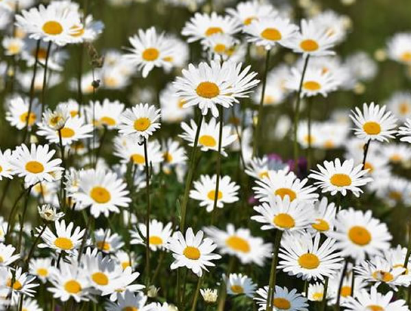 黄春菊如何养殖？