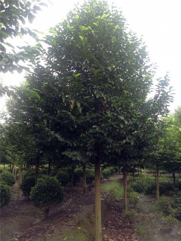 2020年20-25公分乐昌含笑价格详情是怎么样的？