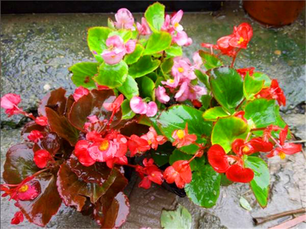 四季海棠有什么寓意？四季海棠的花语是什么？