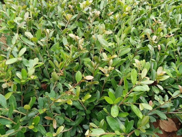 中华蚊母为什么掉叶片？怎么处理？