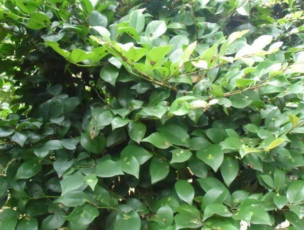 中华蚊母如何造型以及修剪？