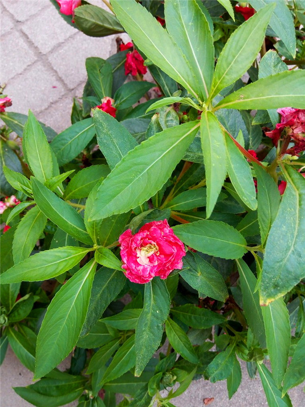 凤仙花花开多久？如何种植凤仙花？
