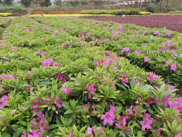 毛杜鹃的养殖方法和注意事项有哪些？