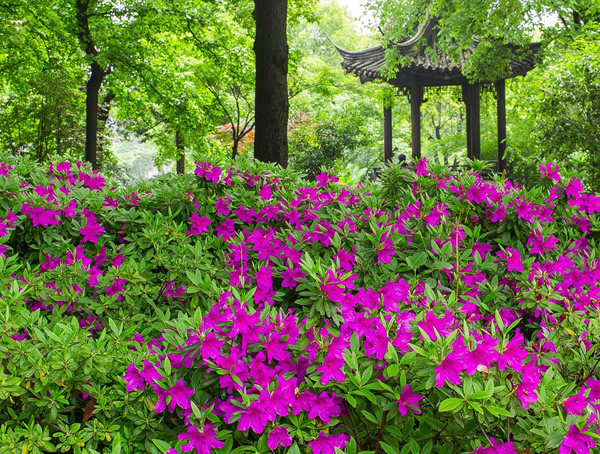 毛杜鹃扦插繁殖方法是怎样的？