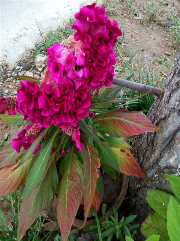 鸡冠花是哪个季节的花？如何种鸡冠花？