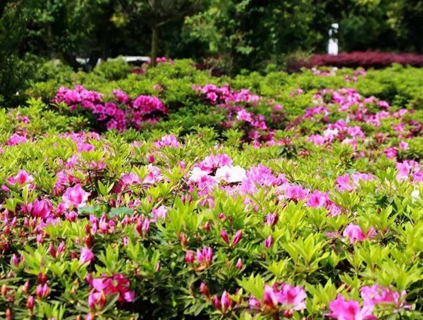 毛杜鹃为什么只长叶不开花？怎么处理？