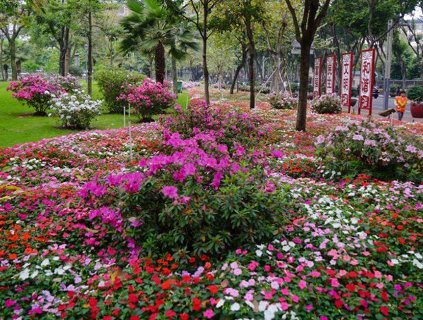 毛杜鹃一年开几次花？