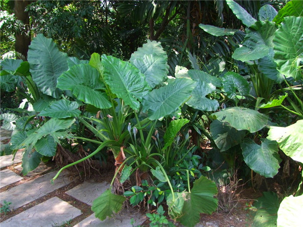 海芋适合养在哪里？海芋如何养护、种植、扦插？