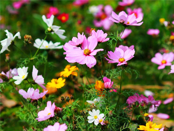 波斯菊是什么？什么时候开花？花语是什么？