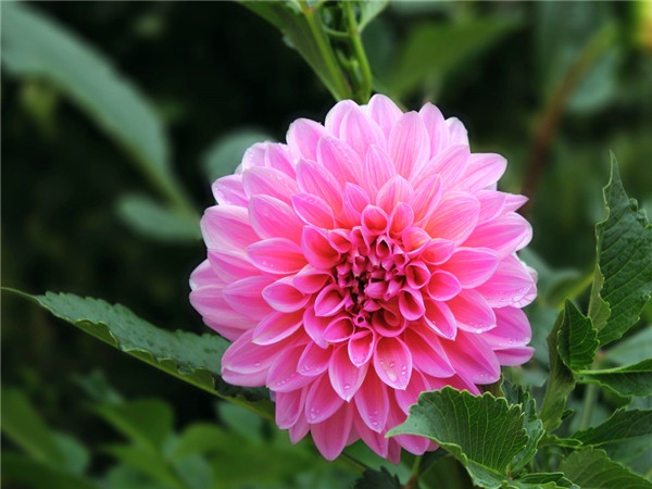 大丽花花期过后如何管理？大丽花如何繁殖？