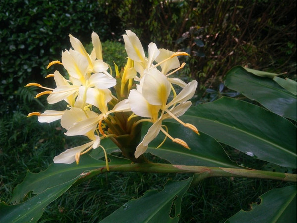 姜花有什么功效与作用？