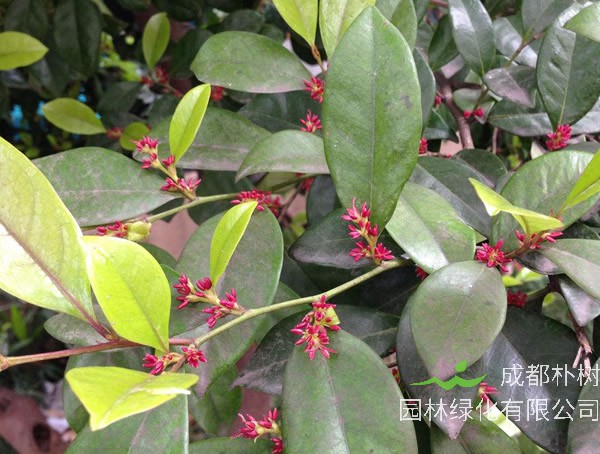 中华蚊母的养殖方法和注意事项有哪些？